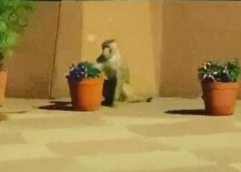 भाजपा नेता की पत्नी ने छत से छलांग लगाई, हुई मौत – bhaskarhindi.com